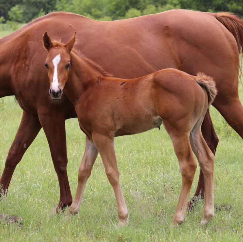 Foal #6