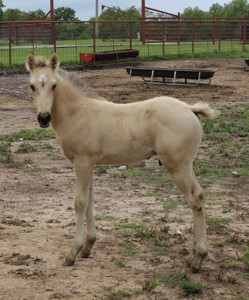 Foal #10