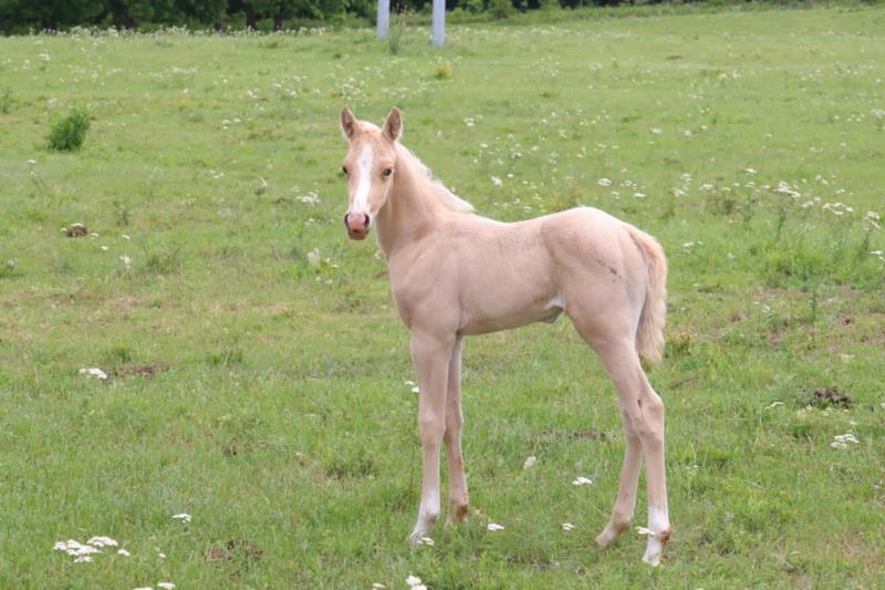 Foal #9