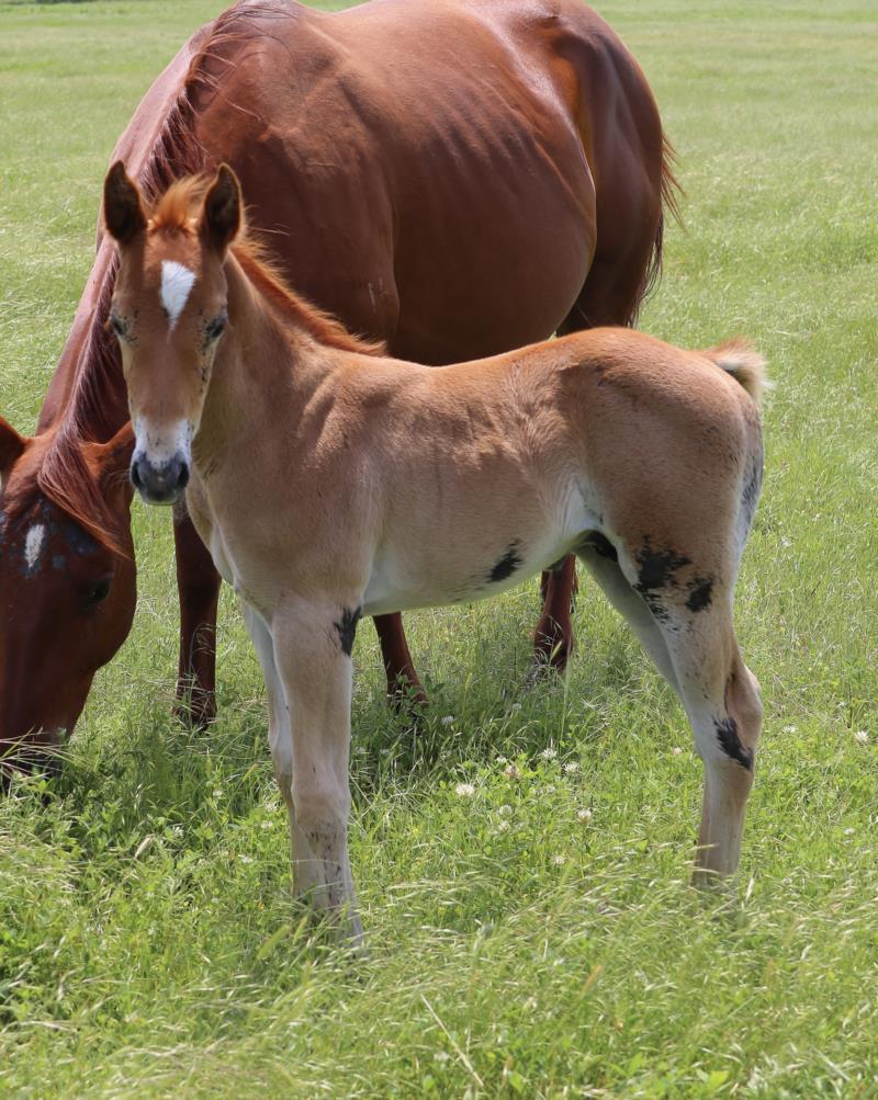 Foal #16