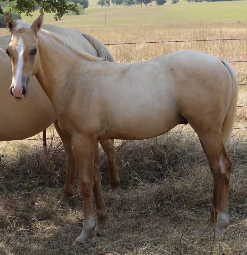 Foal #9