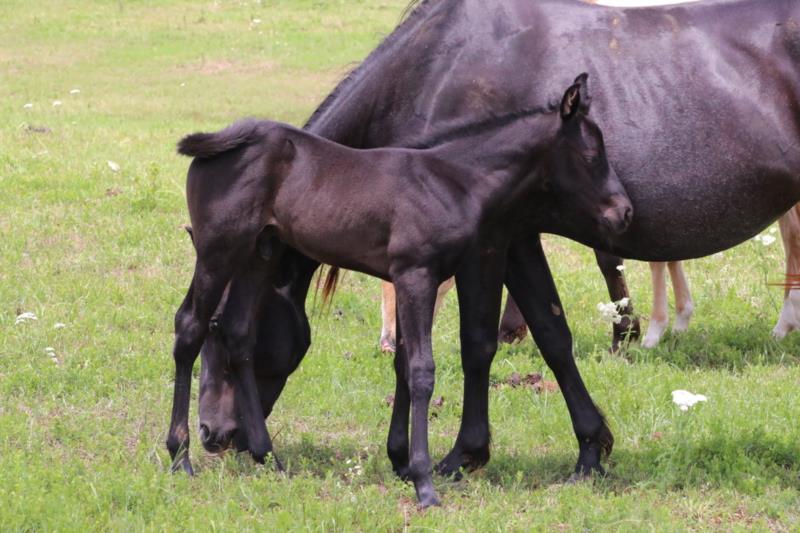 Foal #10