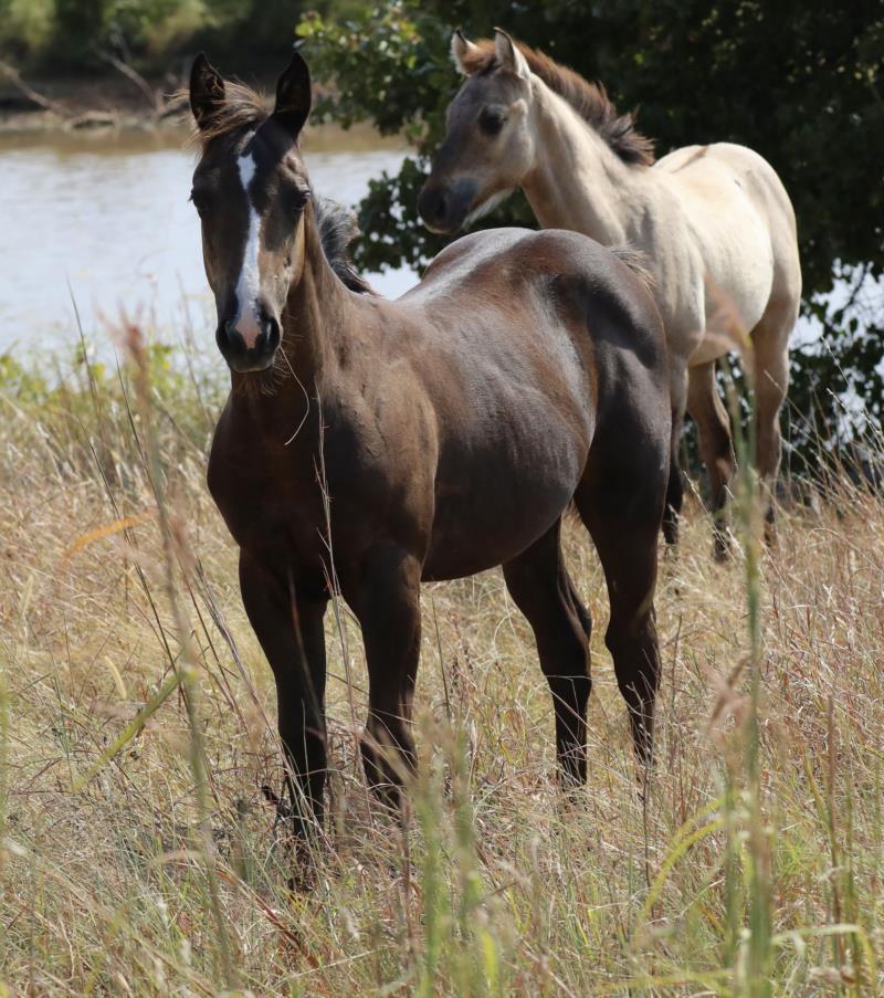 Foal #13