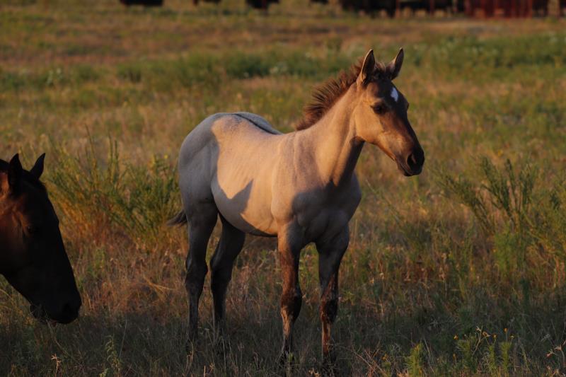 Lucitas Sol Heiress