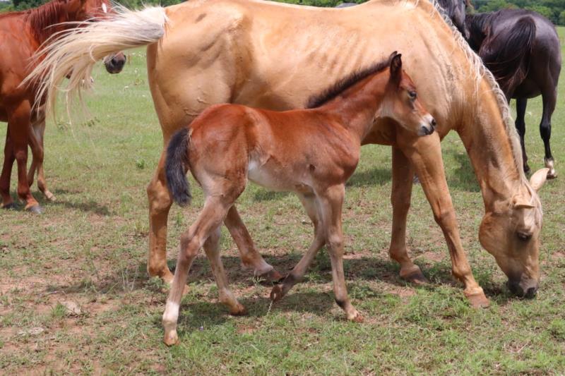 Foal #15