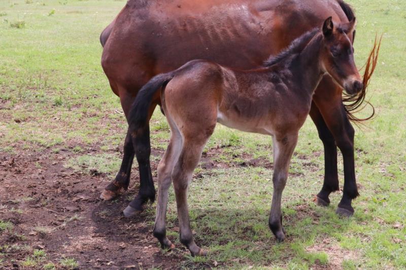 Foal #4