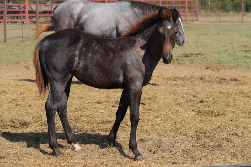 Rowdy Sol Roan