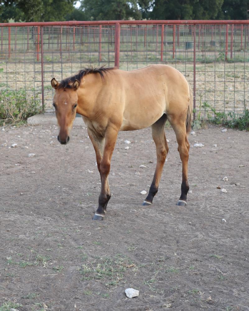 Foal #1