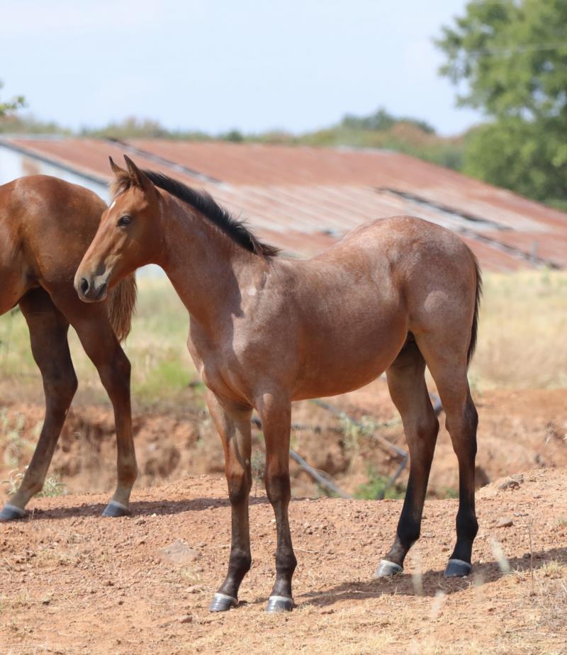 Foal #3