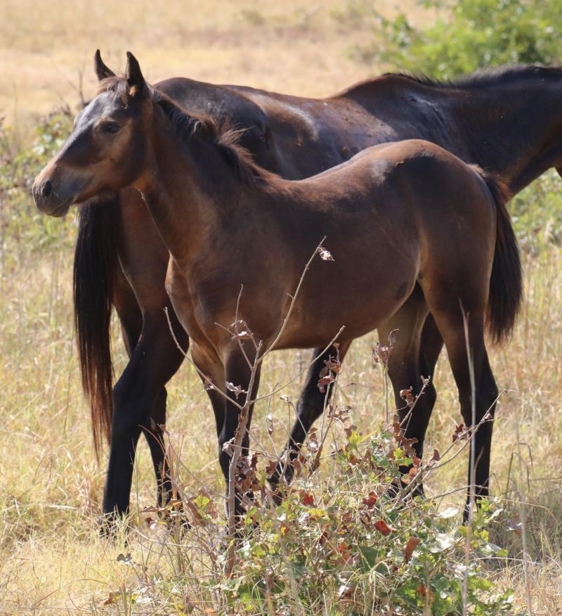 Foal #4