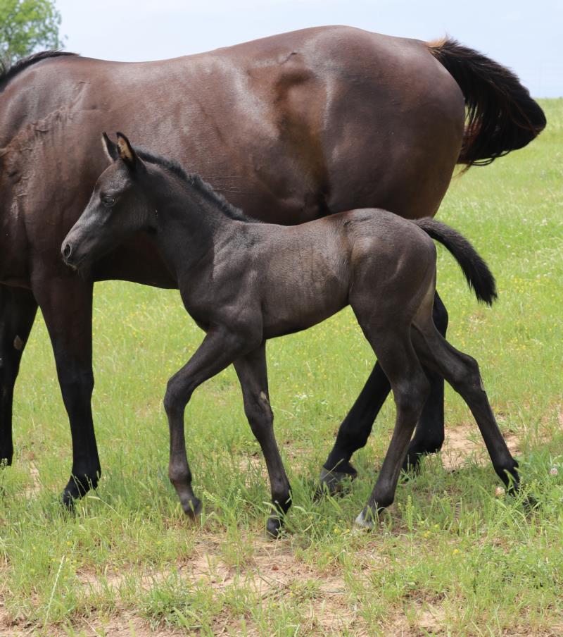 Foal #22