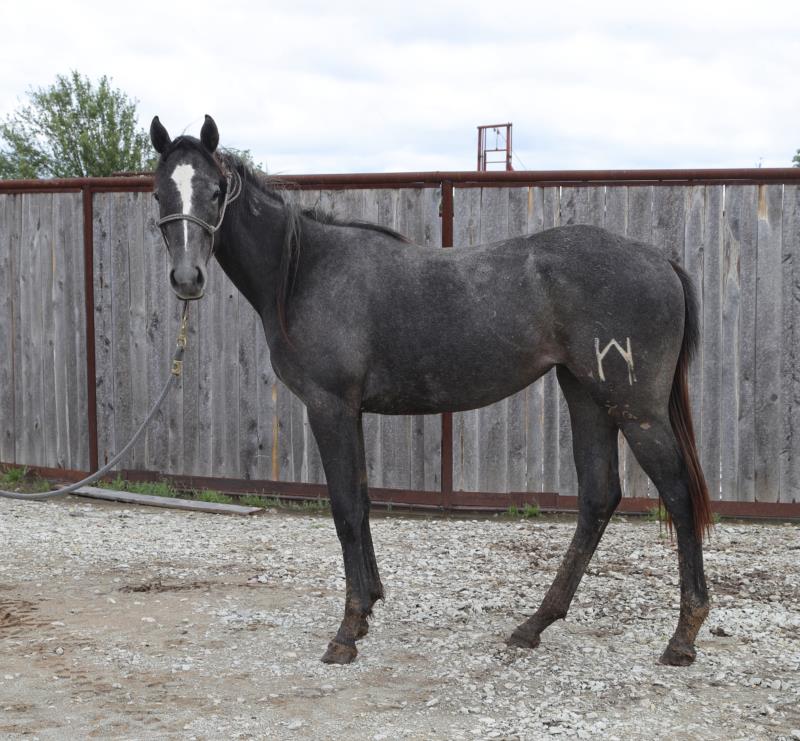 Foal #10