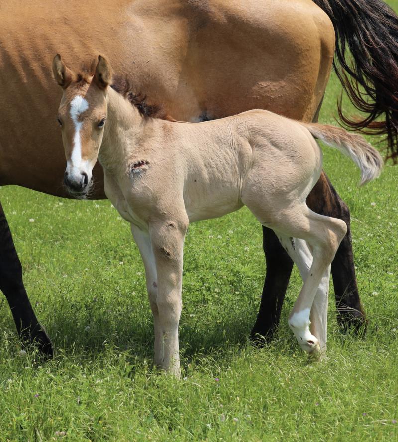 Foal #23