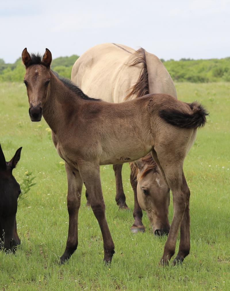 Foal #4