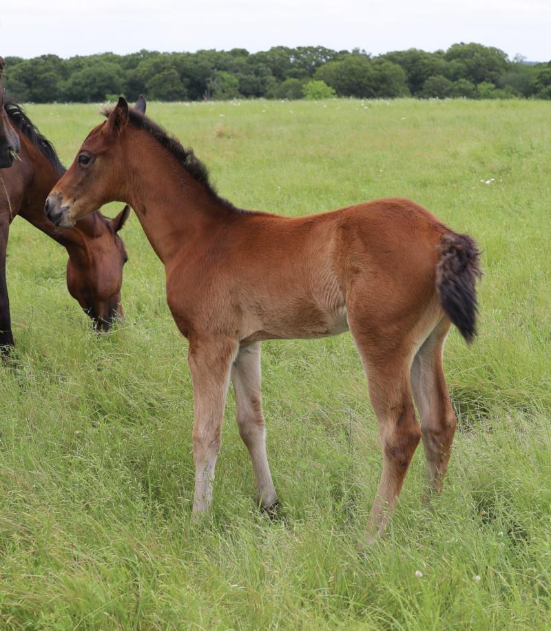 Foal #9