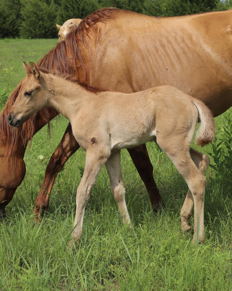 Foal #21