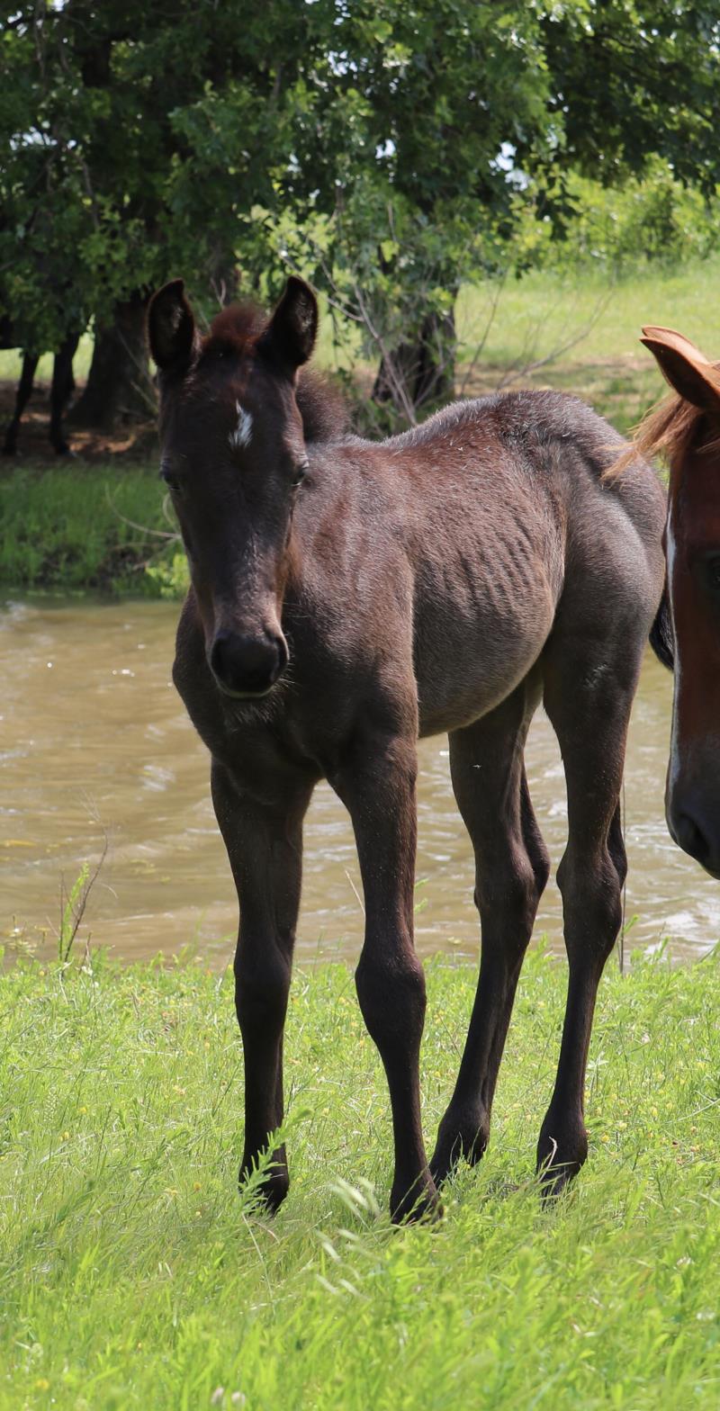 Foal #13
