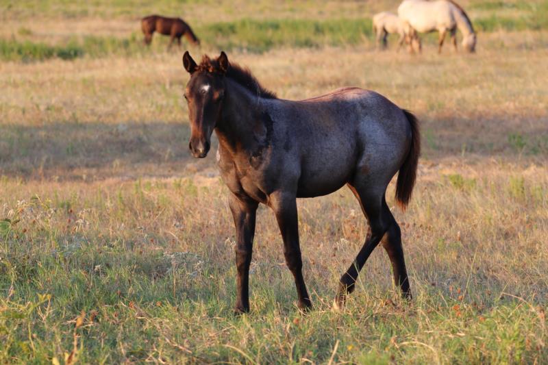 Rowdy Sol Roan