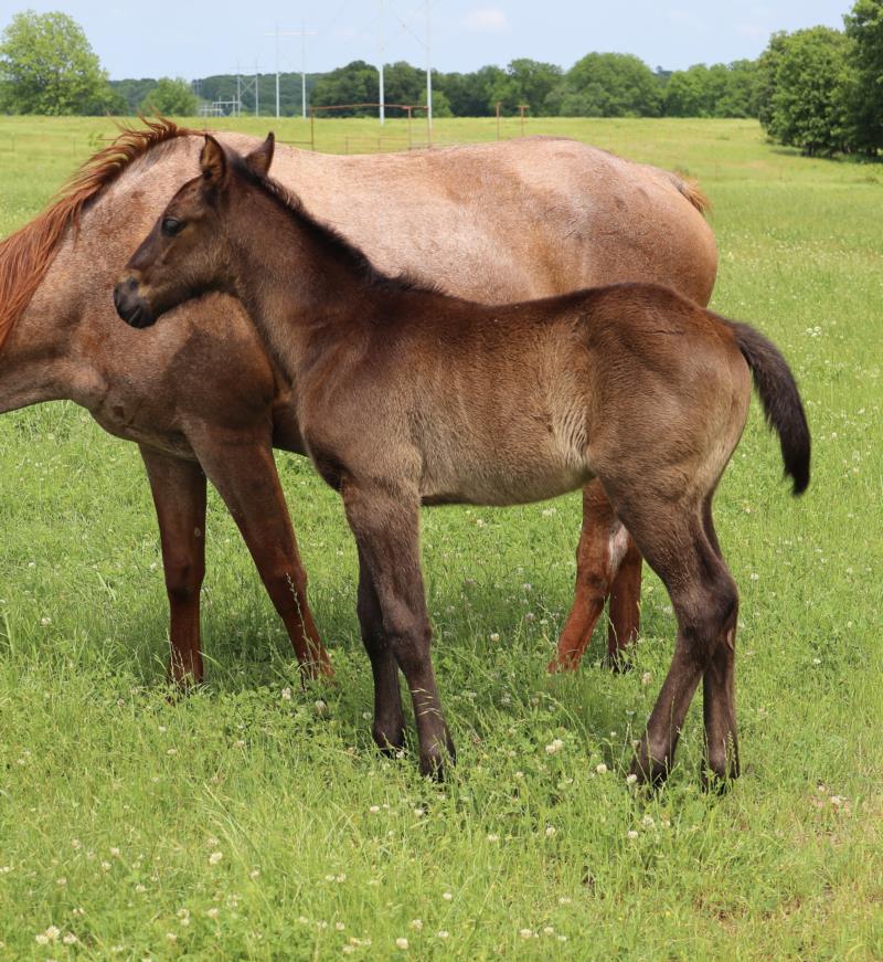 Foal #5