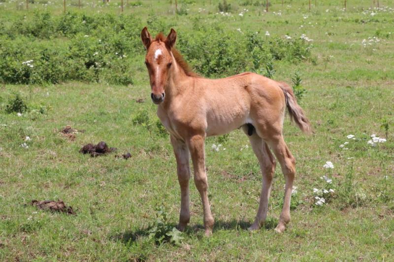 Foal #6