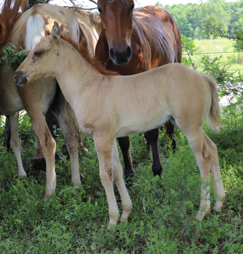 Foal #2