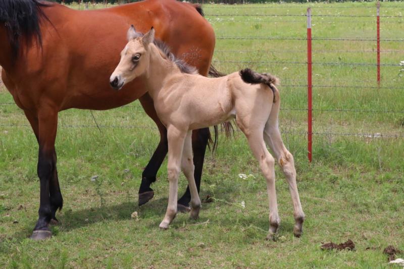 Foal #16