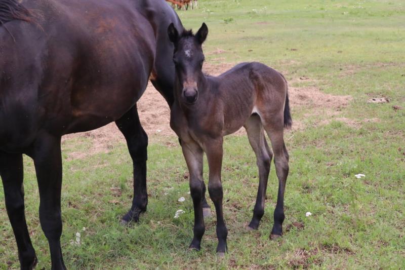 Foal #20