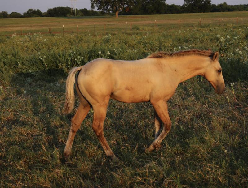 Foal #10