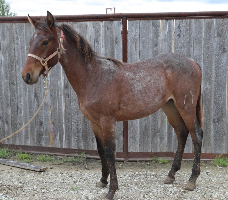 Conchos Sol Cowboy
