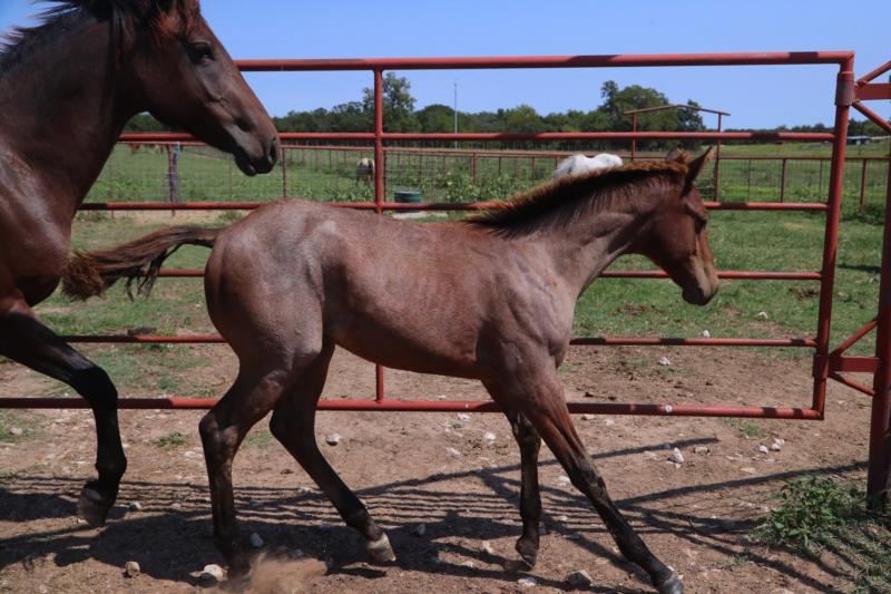 Conchos Sol Cowboy