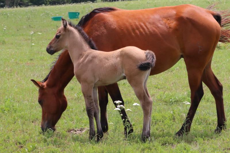 Foal #5