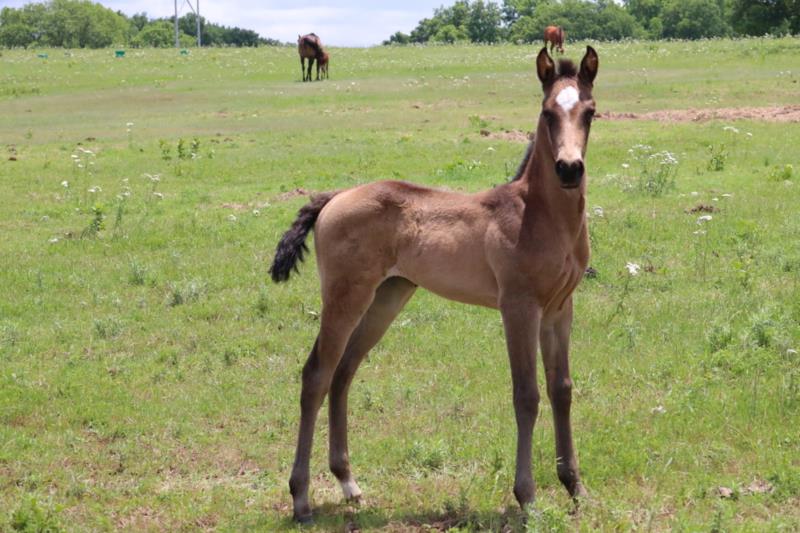 Foal #2