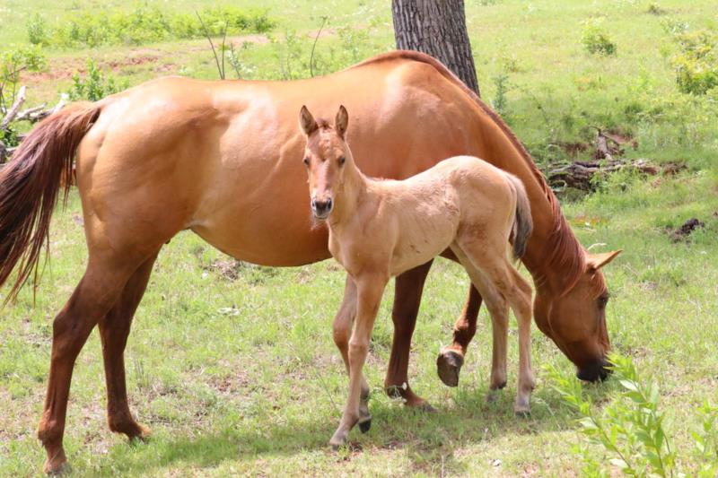 Foal #17