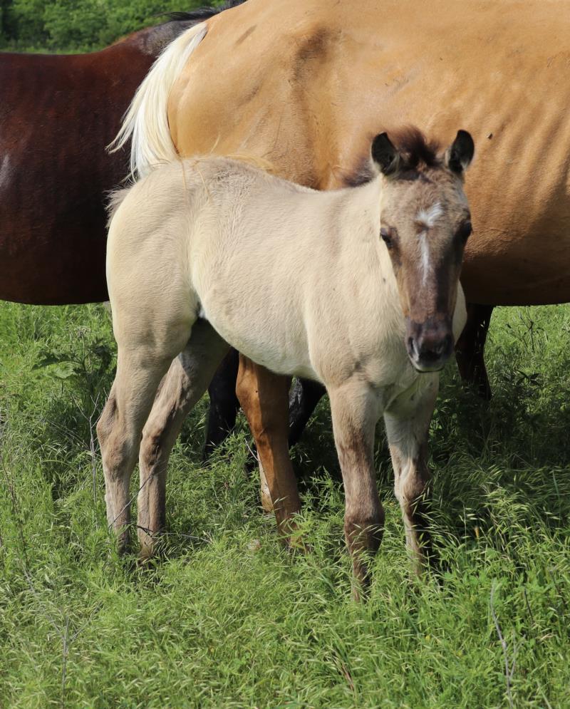 Foal #8