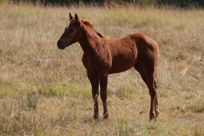 Foal #25