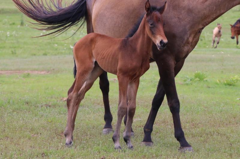 Foal #21