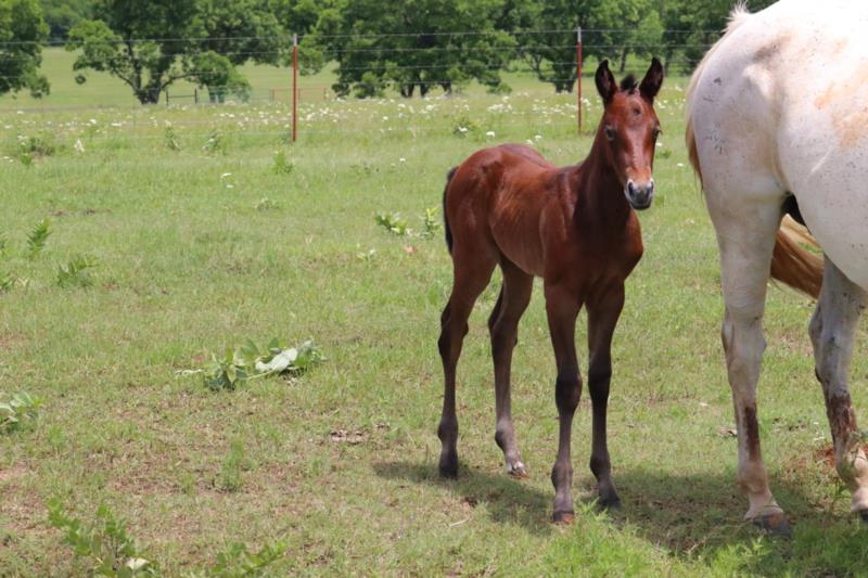 Foal #18