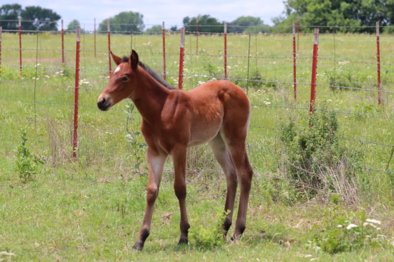 Foal #3
