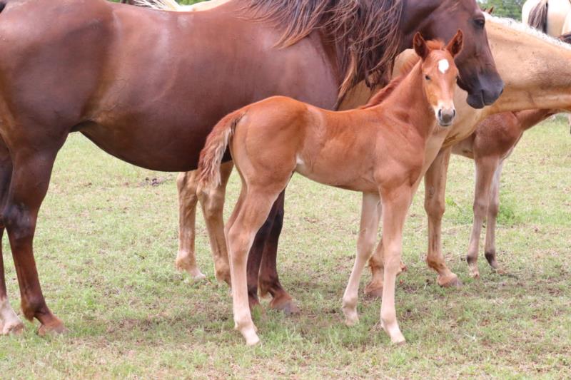 Foal #11