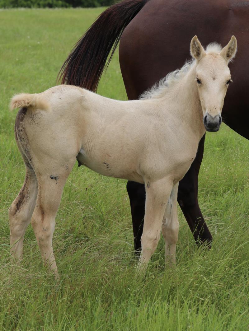 Foal #15