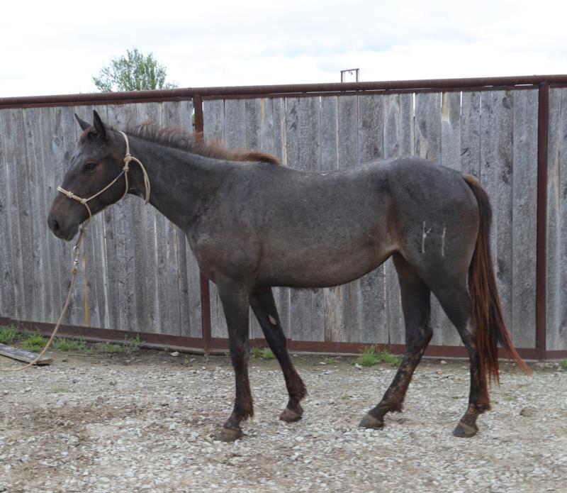 Hancocks Sol Roan