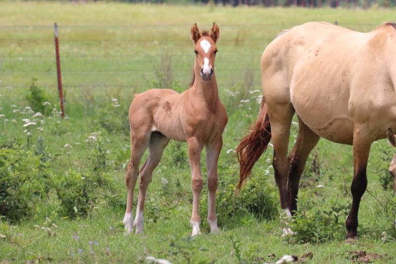 Foal #12