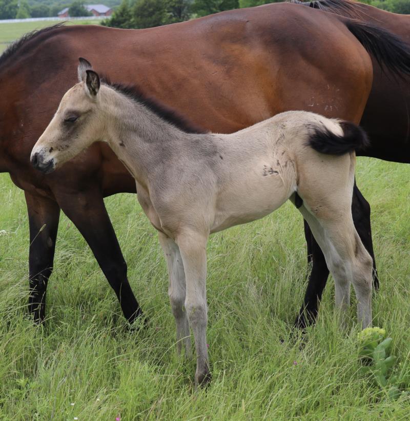 Foal #17