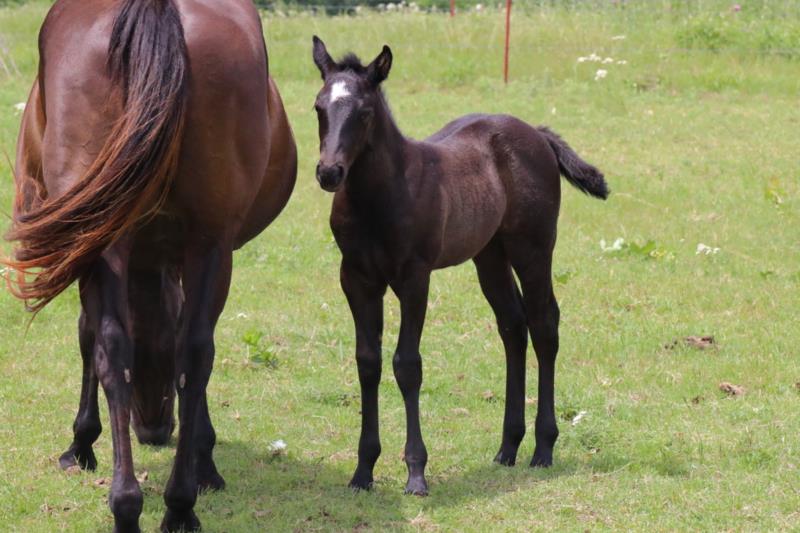 Foal #7