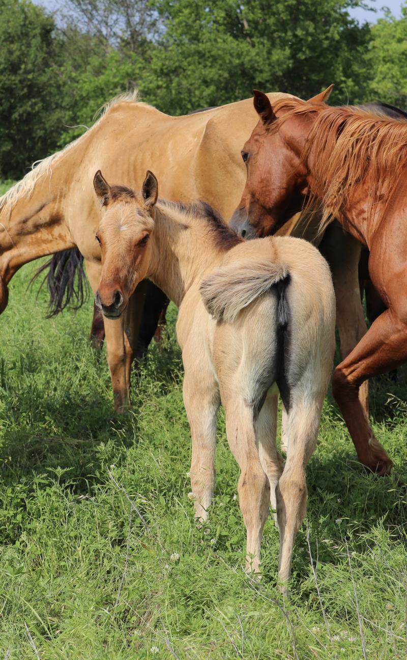 Foal #1