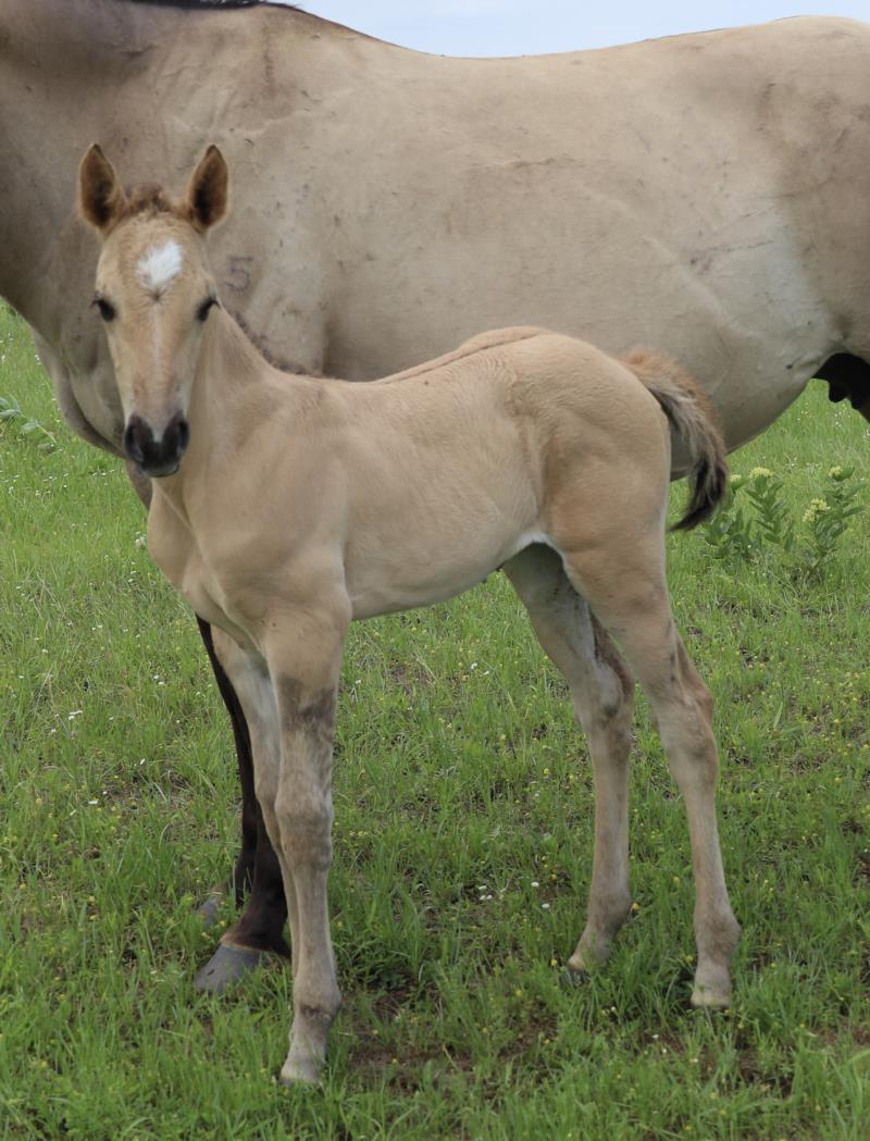 Foal #19