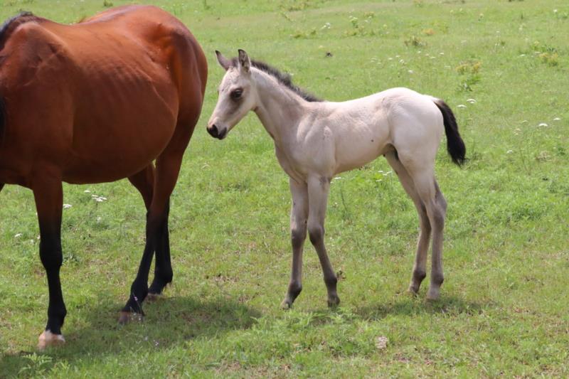 Foal #14
