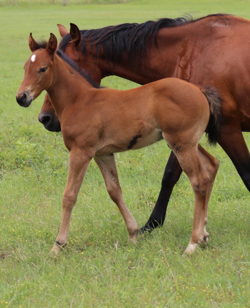 Foal #14