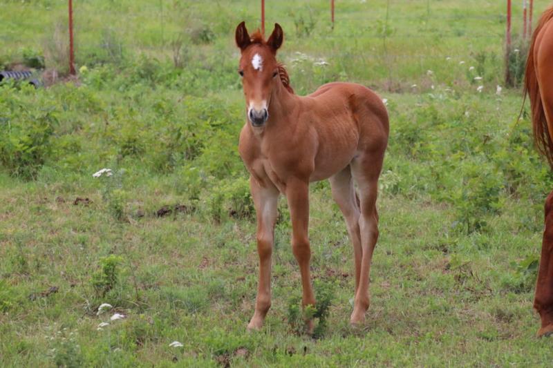 Foal #8