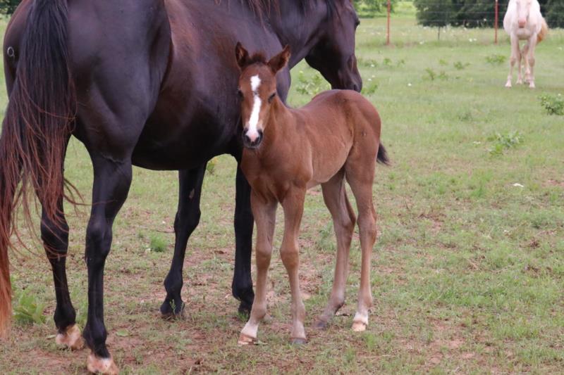 Foal #13
